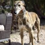 Lucas Galgo