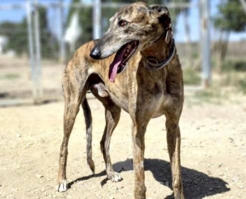 Lucas Galgo