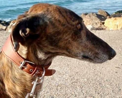 Lucas Galgo