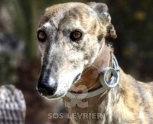 Lucas Galgo