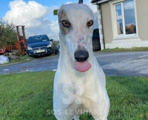 Princess 2 Greyhound