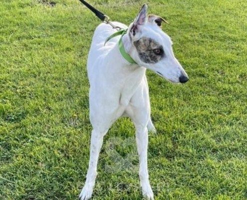 Princess 2 Greyhound