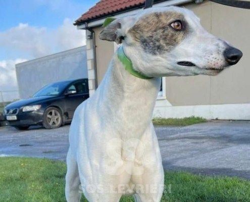 Princess 2 Greyhound