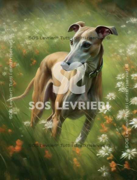 SOS Levrieri - QSL-006