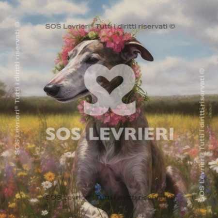 SOS Levrieri - QSL-007