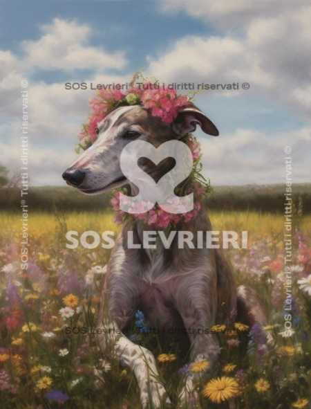 SOS Levrieri - QSL-007