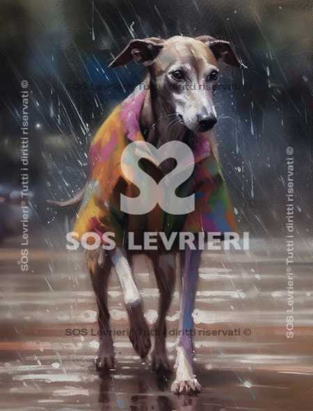 SOS Levrieri - QSL-009