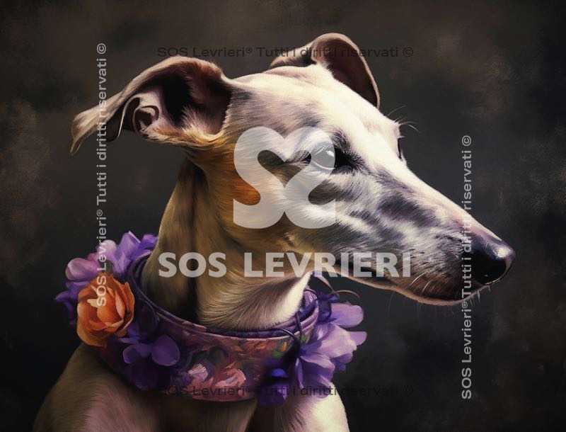 SOS Levrieri - QSL-012