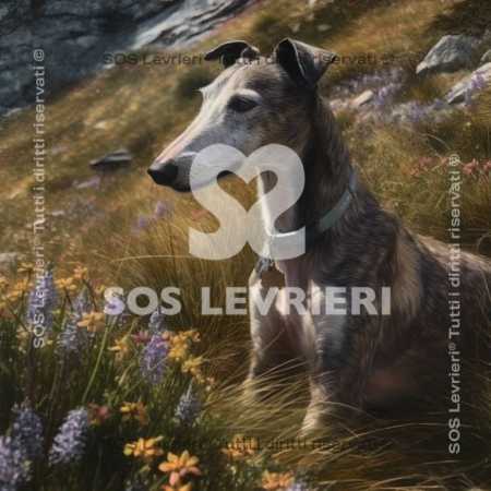 SOS Levrieri - QSL-013
