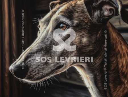 SOS Levrieri - QSL-015