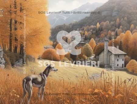 SOS Levrieri - QSL-016
