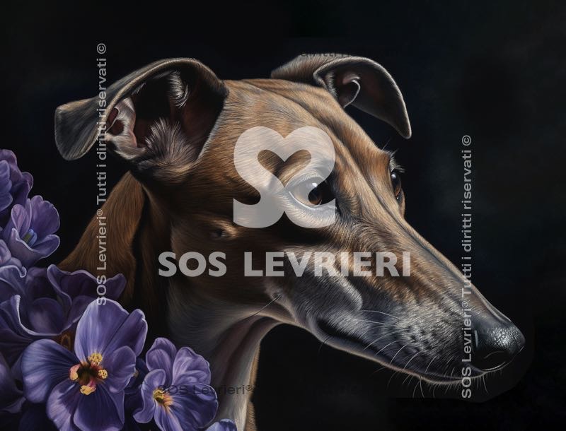 SOS Levrieri - QSL-022