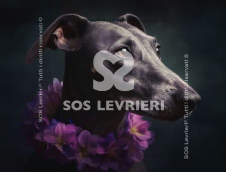 SOS Levrieri - QSL-025