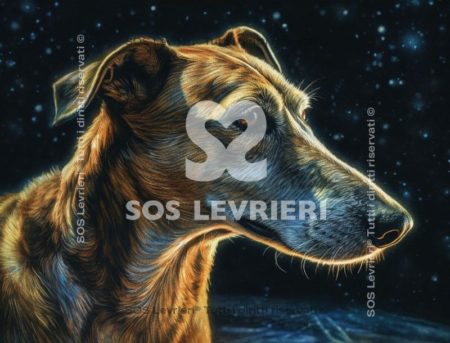 SOS Levrieri - QSL-027