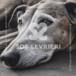 SOS Levrieri - QSL-028