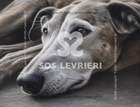 SOS Levrieri - QSL-028