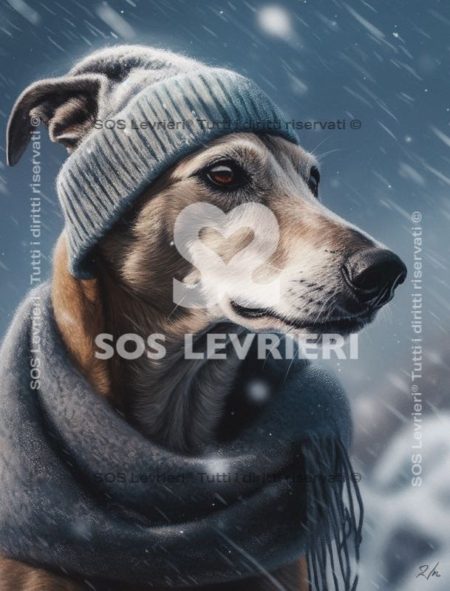 SOS Levrieri - QSL-029
