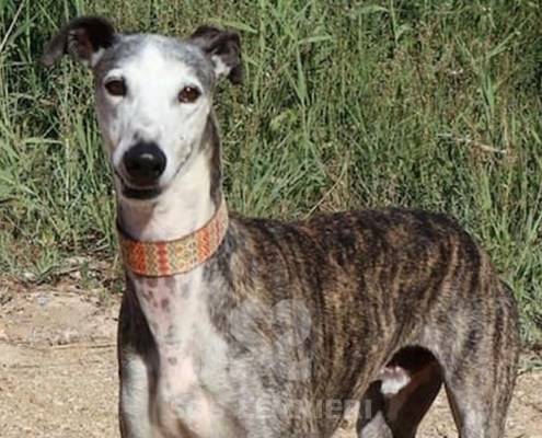 Jason Galgo