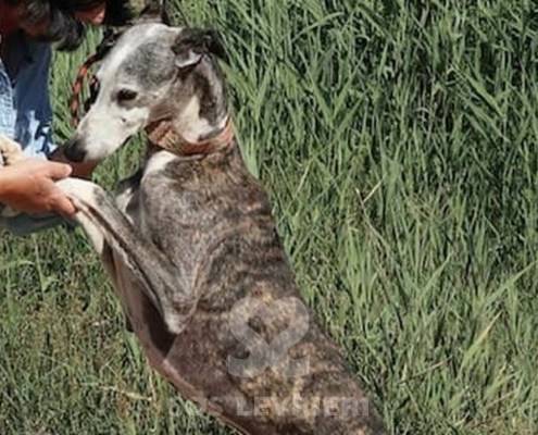 Jason Galgo