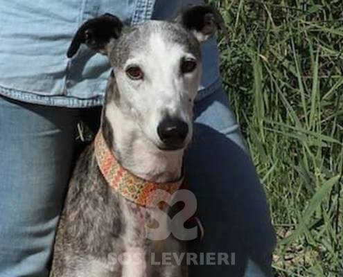 Jason Galgo