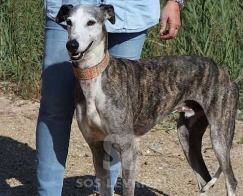 Jason Galgo