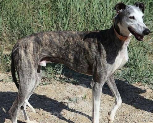 Jason Galgo