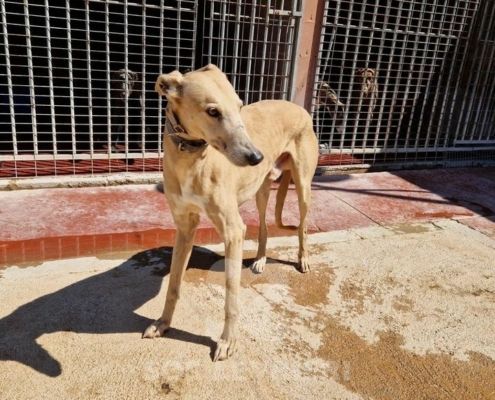Arrivo Galgo SOS Levrieri sabato 27 Maggio 2023