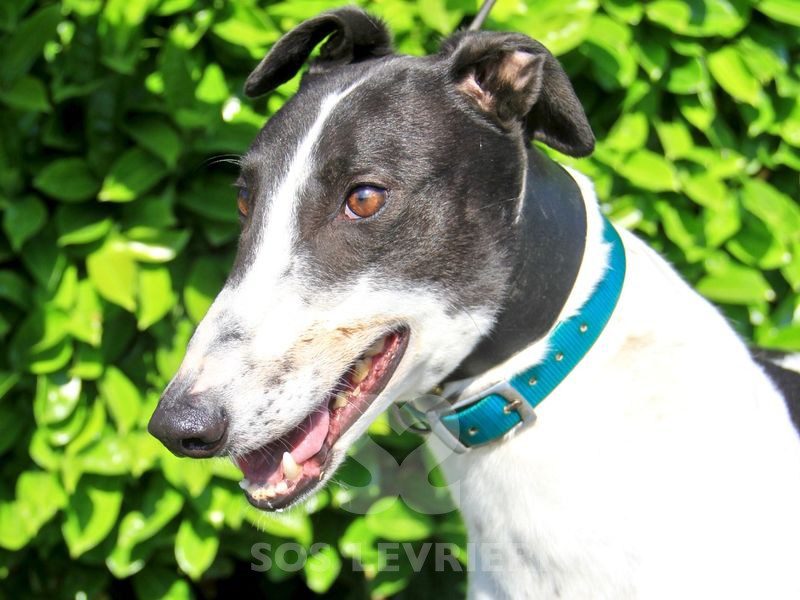 Fiveo Greyhound