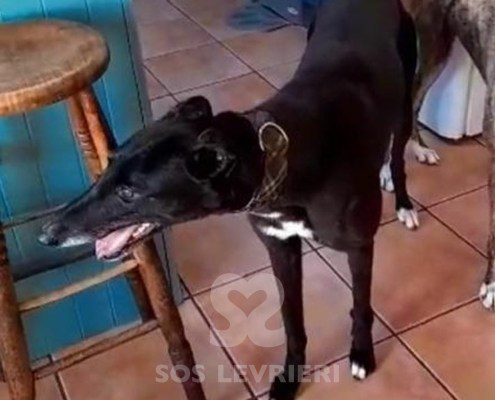 Genie Greyhound