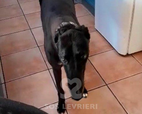 Genie Greyhound