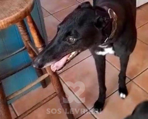 Genie Greyhound