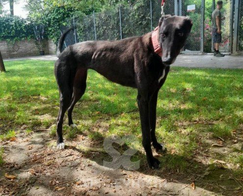 Genie Greyhound