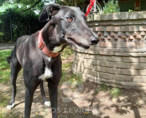 Genie Greyhound