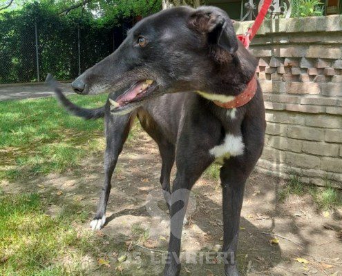 Genie Greyhound