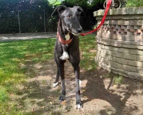 Genie Greyhound