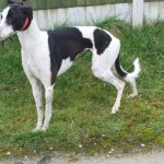 Millie 2 Greyhound
