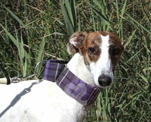 Sterre Galgo