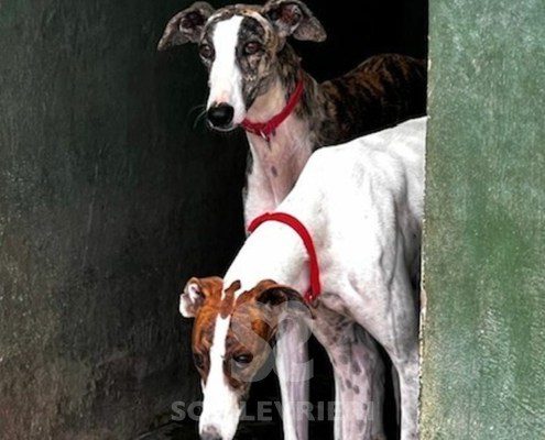 Sterre Galgo