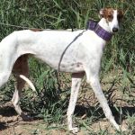 Sterre Galgo