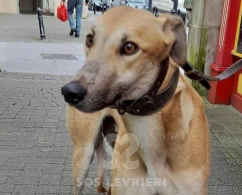 Timmy 2 Greyhound