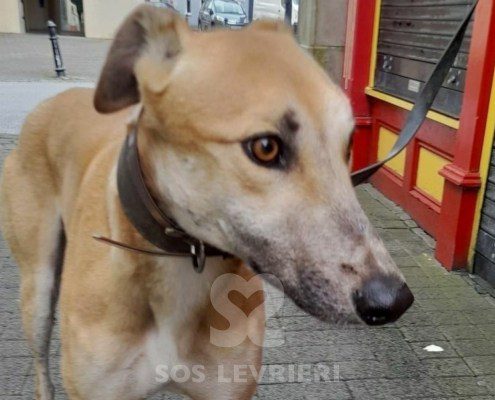 Timmy 2 Greyhound