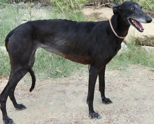 Mara Galgo