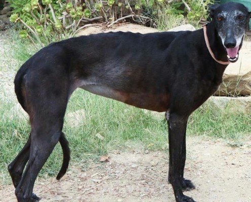 Mara Galgo