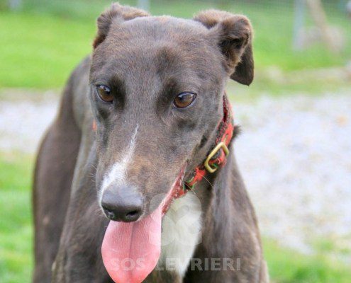 Belle 2 Greyhound