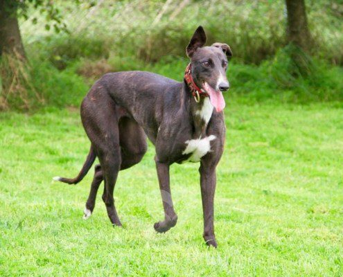 Belle 2 Greyhound