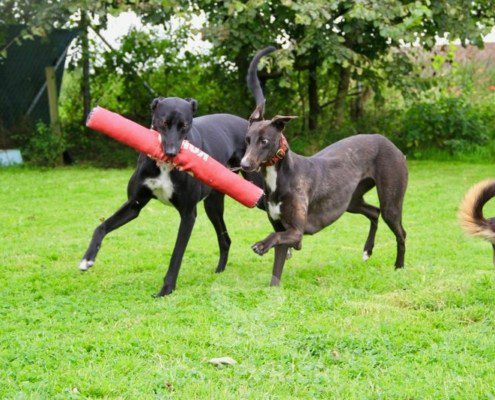Belle 2 Greyhound
