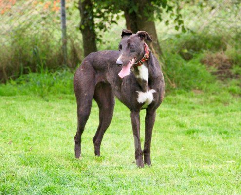 Belle 2 Greyhound