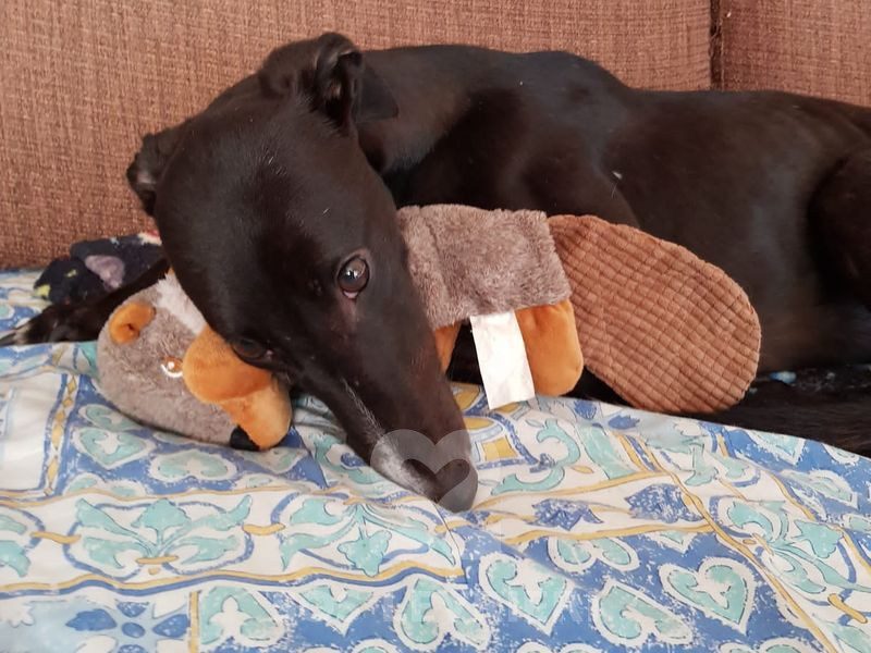 Belle 2 Greyhound