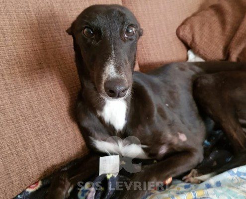 Belle 2 Greyhound
