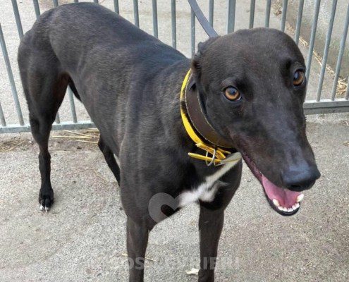 Dynamo Greyhound